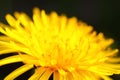 Macro yellow flower. Closeup of vibrant yellow chrysanthemums, forming a beautiful floral background pattern. These Royalty Free Stock Photo