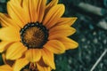 Macro of a yellow flower of gazania rigens Royalty Free Stock Photo