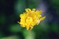 Macro yellow flower Royalty Free Stock Photo
