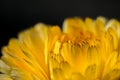 Macro of yellow flower petals