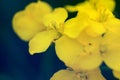 Macro of a yellow flower of rapeseed