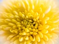 Macro of a yellow flower