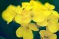Macro of a yellow flowers of blooming rapeseed on the field in Germany