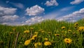 Yellow flowers of common dandelion grow in bright green grass of boundless pasture, season farmland field, on deep blue spring sky Royalty Free Stock Photo