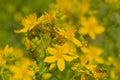 Yellow flowers of Saint john`s wort