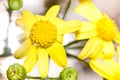 Macro yellow flowers -Senecio or ragwort.