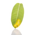 Macro yellow furry caterpillar on green leaf. Studio shot isolated on white Royalty Free Stock Photo