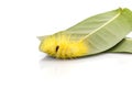 Macro yellow furry caterpillar on green leaf. Studio shot isolated on white