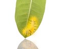 Macro yellow furry caterpillar on green leaf. Studio shot isolated on white