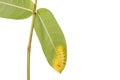 Macro yellow furry caterpillar on green leaf. Studio shot isolated on white