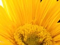 Macro of yellow Gerber daisy Royalty Free Stock Photo