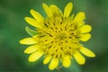 Macro yellow goats beard wildlflower