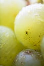 Macro yellow grape Royalty Free Stock Photo