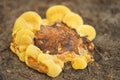 Macro of yellow mushroom mold top view with nobody Royalty Free Stock Photo