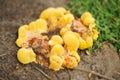 Macro of yellow mushroom mold top view with nobody Royalty Free Stock Photo