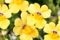 Macro of a yellow nemesia Royalty Free Stock Photo