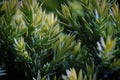 Macro of yellow new growth tips on a Holger Juniper