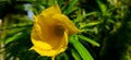 A macro of yellow oleander on a sunny day