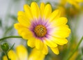 Macro of a yellow osteospermum flower Royalty Free Stock Photo