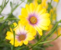 Macro of a yellow osteospermum flower Royalty Free Stock Photo