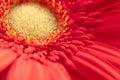 Macro of the yellow pistil heart of a red daisy Royalty Free Stock Photo