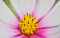 Macro yellow pistil