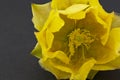 Macro of yellow prickly pear cactus blossom