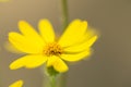 Macro Yellow Ragwort Smoky Mountains Tennessee Royalty Free Stock Photo