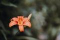 Macro of a yellow red daylily Hemerocallis fulva