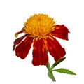 Macro of a yellow and red dwarf french marigold flower centered on a white background. Isolate Royalty Free Stock Photo