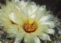 Macro of a Yellow Rhinoceros Coryphantha cornifera Cactus Flower Royalty Free Stock Photo