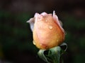 Macro yellow rose flower with water drops on black background ,sweet color ,closeup bud orange rose ,macro image, valentines day Royalty Free Stock Photo