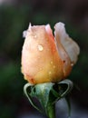 Macro yellow rose flower with water drops on black background ,sweet color ,closeup bud orange rose ,macro image, valentines day Royalty Free Stock Photo
