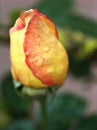 Macro yellow rose flower with water drops on black background ,sweet color ,closeup bud orange rose ,macro image, valentines day Royalty Free Stock Photo