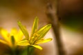 macro of a yellow star-of-Bethlehem flower Royalty Free Stock Photo
