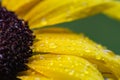 Macro Yellow Sunflower with Raindrops Royalty Free Stock Photo