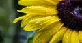 Macro Yellow Sunflower with Raindrops Royalty Free Stock Photo