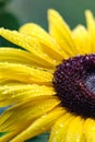 Macro Yellow Sunflower with Raindrops Royalty Free Stock Photo