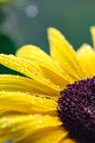 Macro Yellow Sunflower with Raindrops Royalty Free Stock Photo