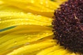 Macro Yellow Sunflower with Raindrops Royalty Free Stock Photo