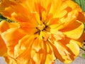 Macro of yellow tulip in sunny day, close-up of an orange tulip in sunshine Royalty Free Stock Photo