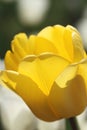 Macro of yellow tulips in the feild Royalty Free Stock Photo