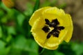 Macro yellow tulips petal pistil stamens in the park. Spring landscape.