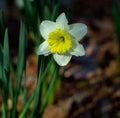 White and Yellow Jonquil Blooming in Arkansas Royalty Free Stock Photo