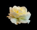 Macro of a yellow white rose on black background, still life fine art close-up of a single bloom Royalty Free Stock Photo