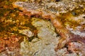 Macro of Yellowstone spring with colorful alkaline waters