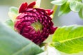 macro young bud burgundy dahlia