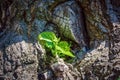Macro of young leaves growing on the tree trunk Royalty Free Stock Photo