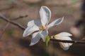 Macro, young magnolia in Fomin Botanical Garden. Kyiv Kiev, Ukraine, Europe. Royalty Free Stock Photo