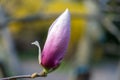 Macro, a young pink magnolia bud. Spring in Academic Fomin University Botanical Garden in Kiev. Kyiv, Ukraine, Europe. Royalty Free Stock Photo